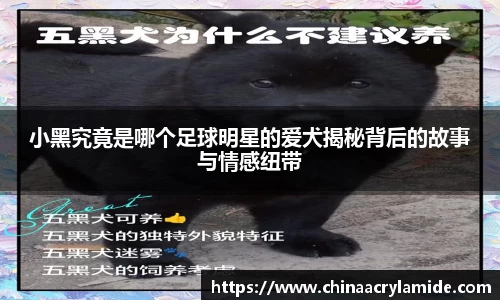 小黑究竟是哪个足球明星的爱犬揭秘背后的故事与情感纽带